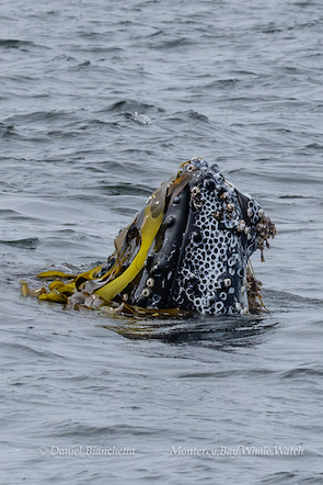 Gray whale's head covered in barnacles and kelp emerging from the ocean.