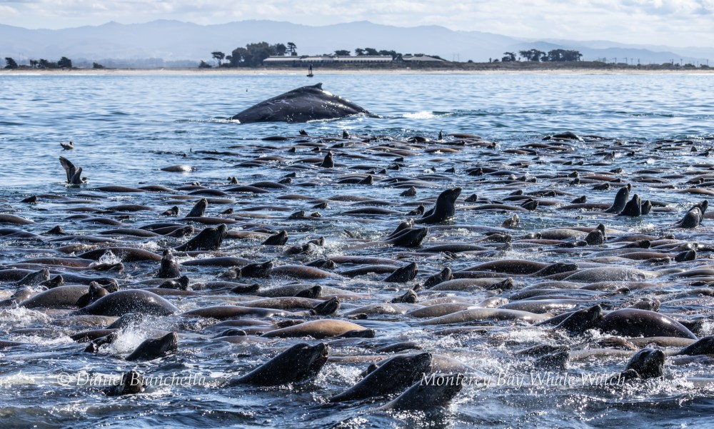 Large group of sea lions swimming with a whale near the surface in a bay.