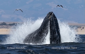 Humpback whale lunge feeding 