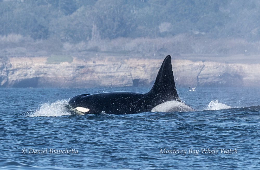 Orca swimming in ocean near rocky coastline with trees in the background.