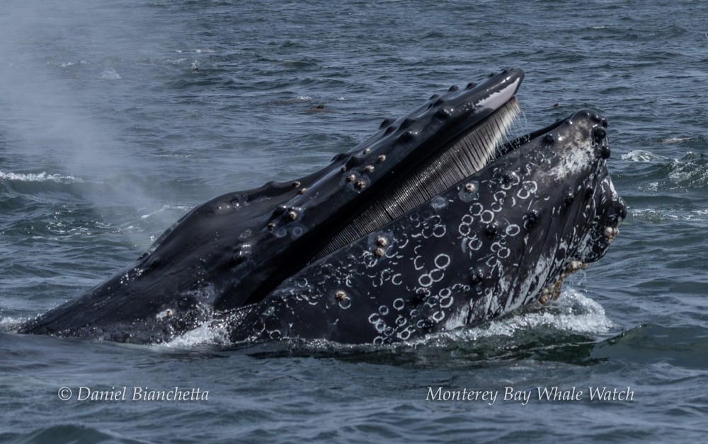 Humpback whale surfacing with mouth open, showing baleen, in ocean waters.