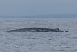 Blue whale surfacing in calm ocean under overcast sky.