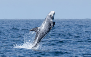 Gray dolphin leaping out of the ocean water with clear blue sky.