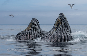 Two humpback whales surfacing in the ocean with birds flying overhead.