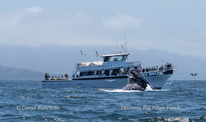 Whale breaching near a tour boat with people and seagulls flying around in open water.
