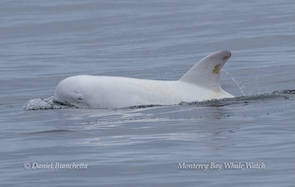 White whale breaking the surface of calm ocean waters, dorsal fin visible, with text on image.