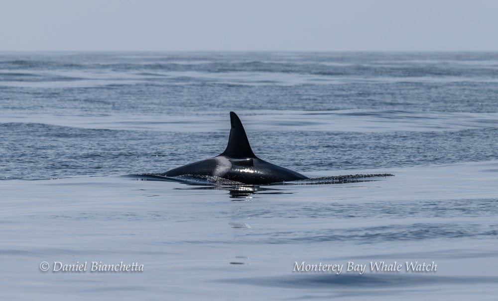 Orca dorsal fin surfacing in calm ocean waters under a clear sky.