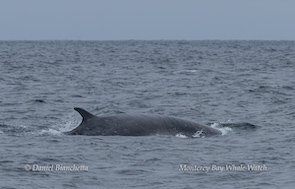Whale's back and dorsal fin breaking the surface of the ocean on a cloudy day.