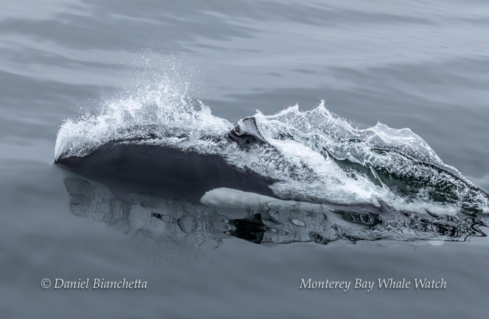 A dolphin riding a wave in calm ocean water, partially submerged.