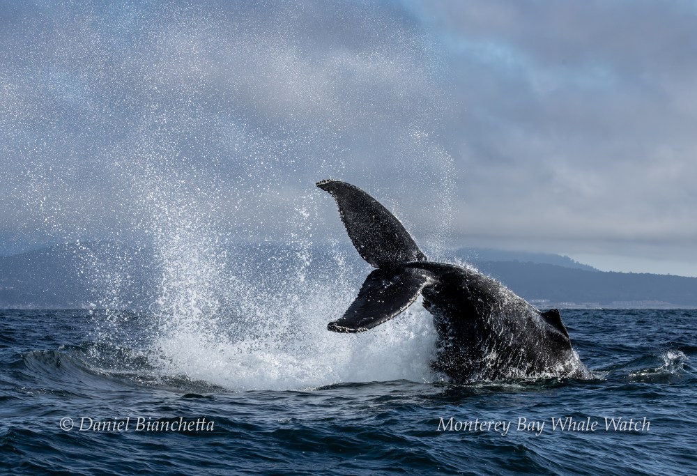 Whale tail splashing in ocean water with hills in the background.