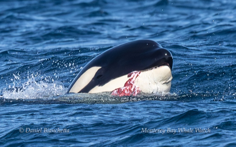 Orca surfacing with part of its head above water, showing some red stains.