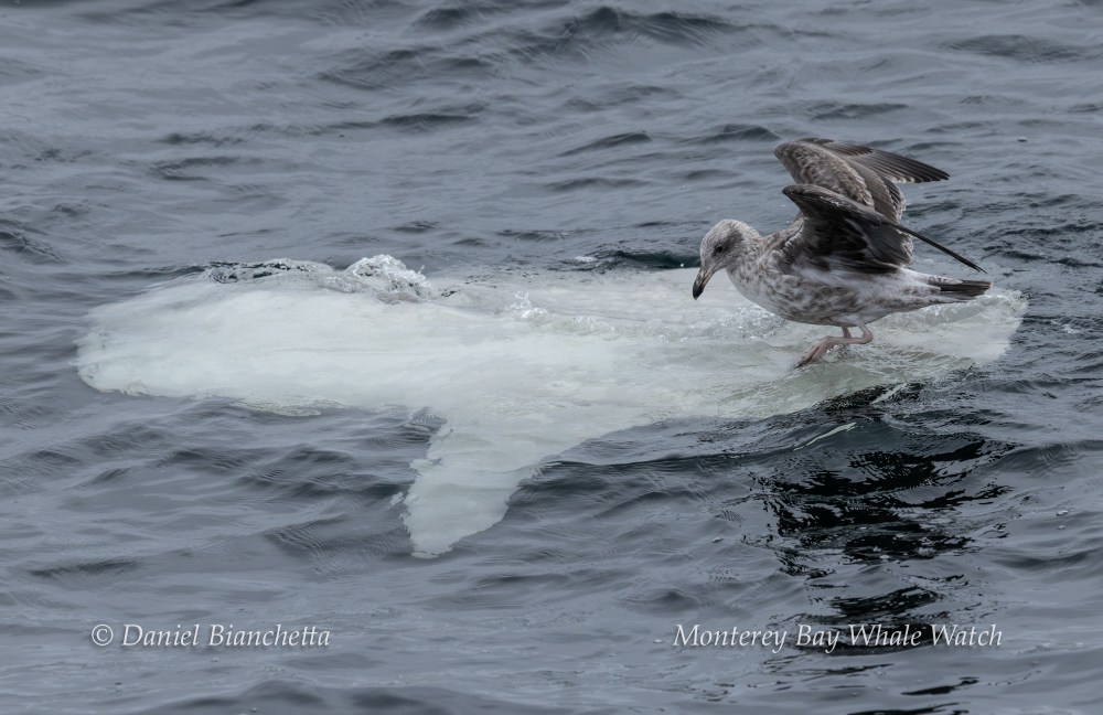 Seagull standing on a small iceberg floating in the ocean.