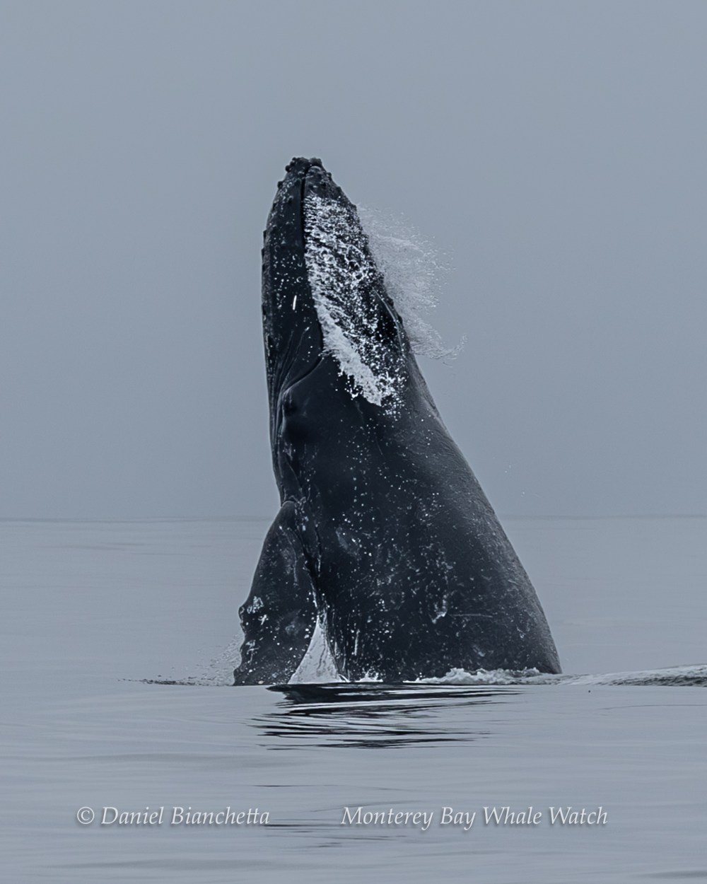 Humpback whale breaching vertically above calm ocean surface against grey sky.