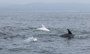 Two dolphins swimming in the ocean, one is white and the other is gray, with distant hills in the background.