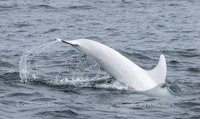 Albino dolphin diving into ocean with water splash.