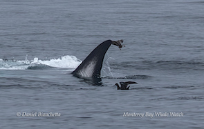 Whale fin emerging from ocean with birds flying close by.