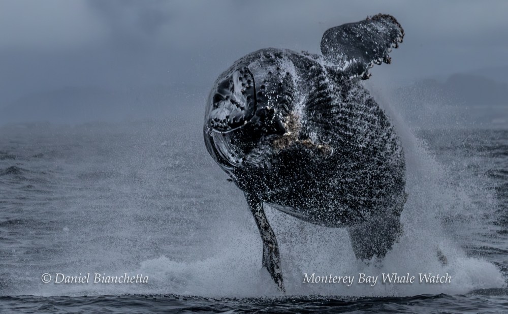 Humpback whale breaching in ocean, creating a large splash under a cloudy sky.