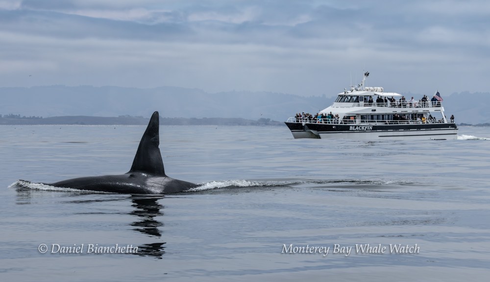 Whale fin in ocean with a boat in the background, filled with people watching the sea.