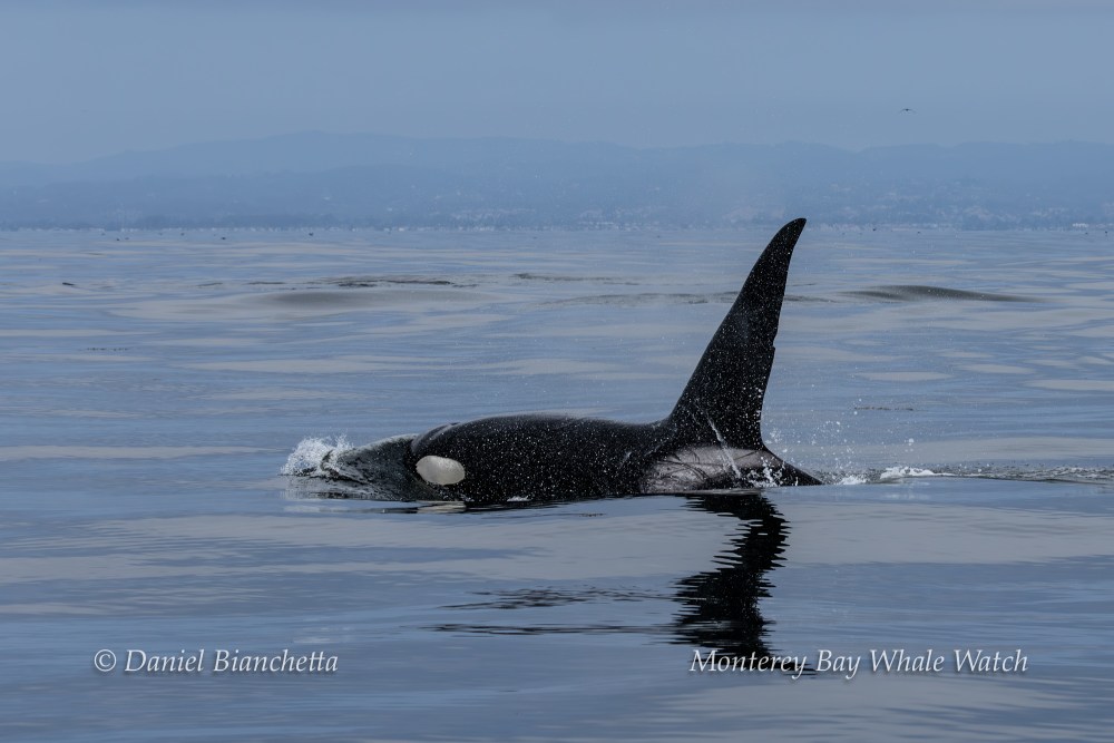 Orca swimming in calm sea with dorsal fin above water near distant shoreline.