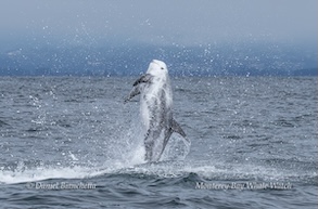 Dolphin leaping out of the ocean with water splashing around.