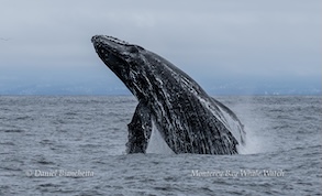 A humpback whale breaching the water under a cloudy sky.