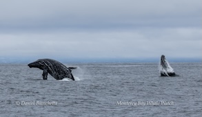 Two whales breaching the ocean surface under a cloudy sky.