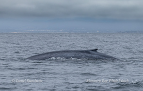 A blue whale surfacing in a calm ocean under a cloudy sky.