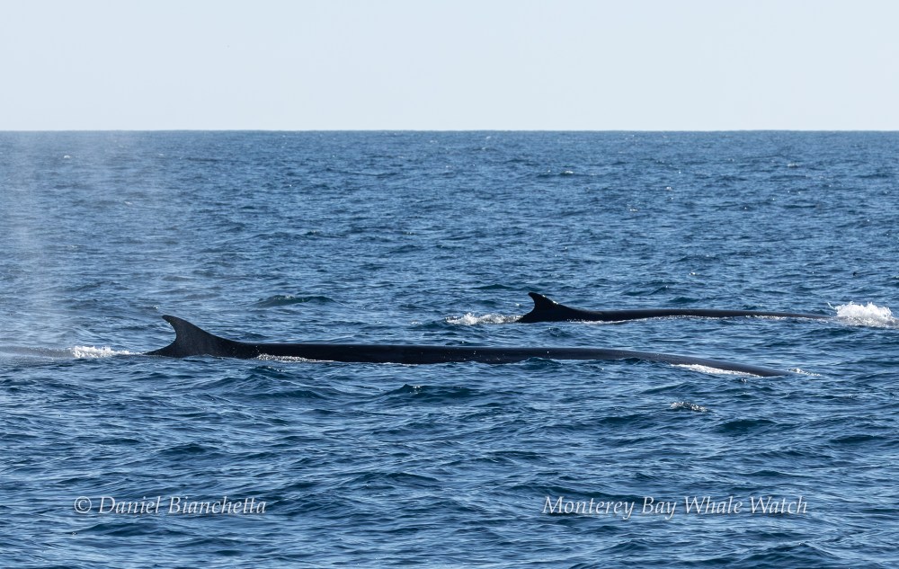 Two whales swimming at the ocean surface, displaying dorsal fins.
