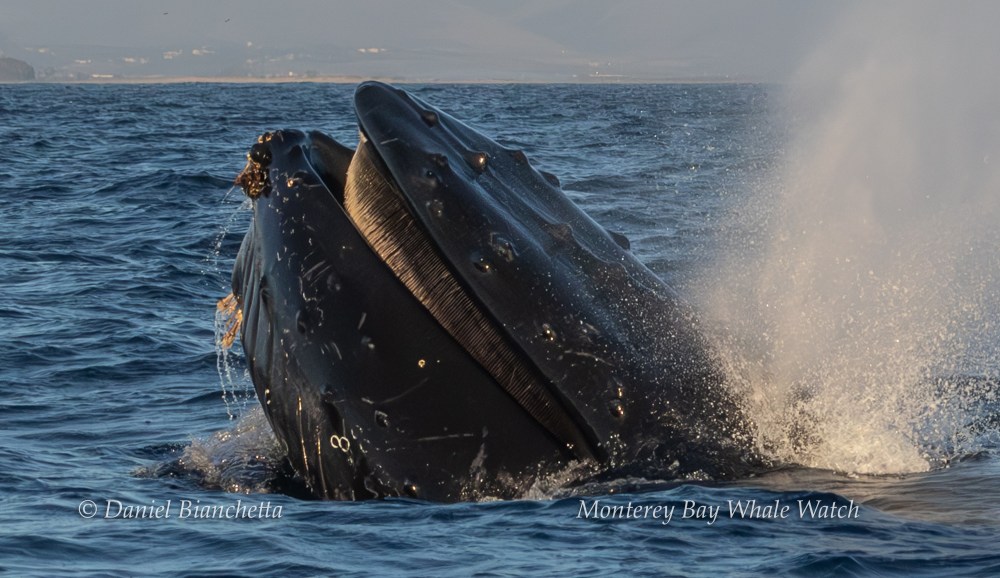 A whale surfacing in the ocean with its mouth open, water splashing around.