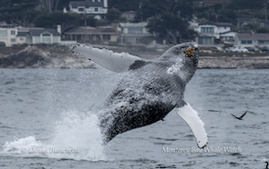 Humpback whale breaching near coastal houses with a bird flying close by.