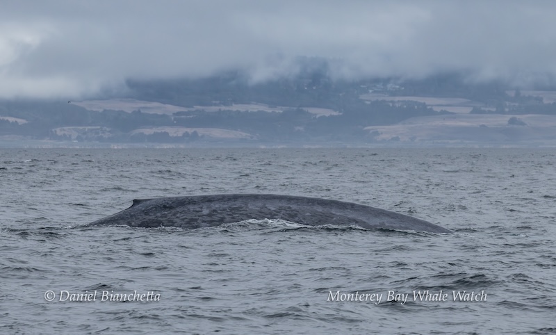 Blue whale partially submerged in ocean with cloudy sky and hills in the background.