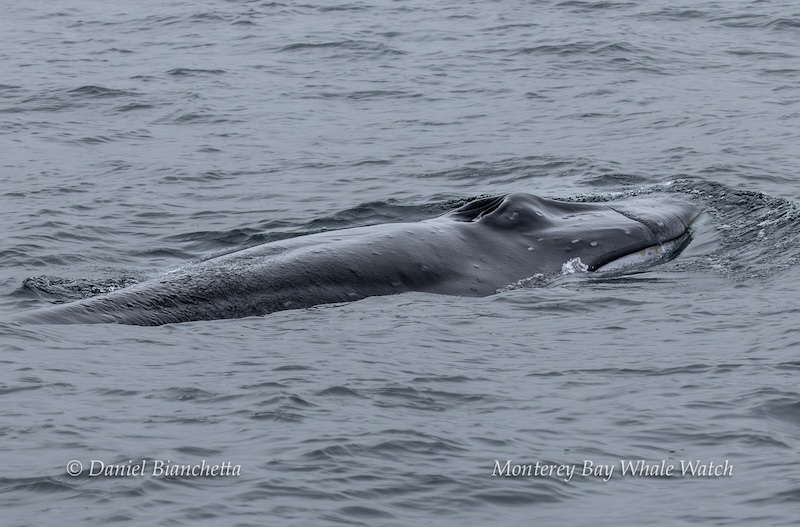 Close-up of a whale surfacing in calm ocean water.