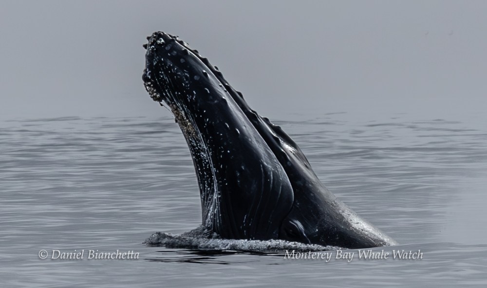 A humpback whale breaching partially above calm ocean water under a cloudy sky.