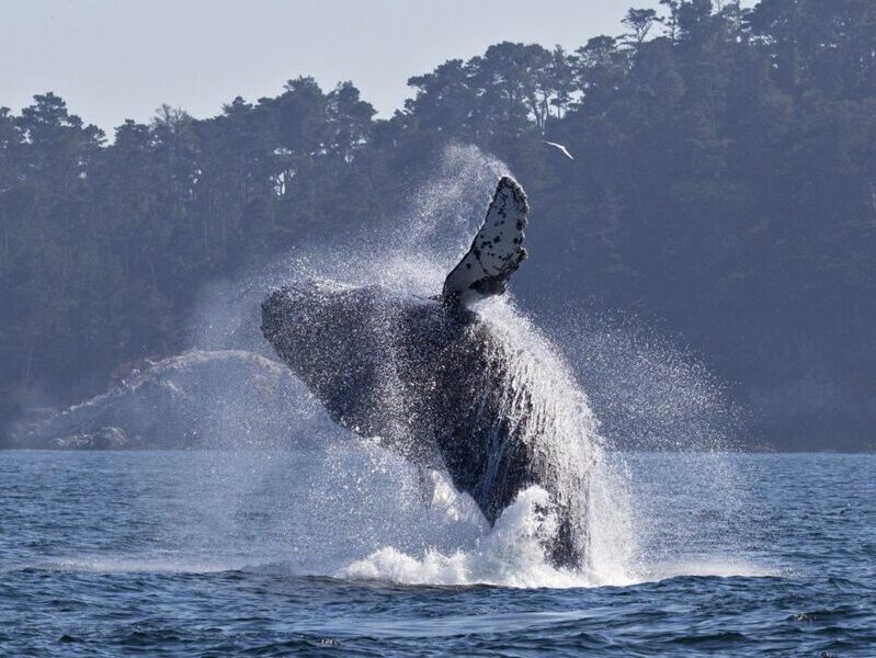 a whale jumping out of the water