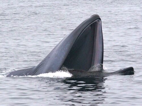 a whale jumping out of the water