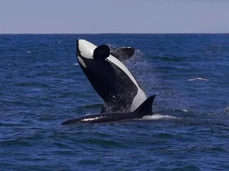 a whale jumping out of the water