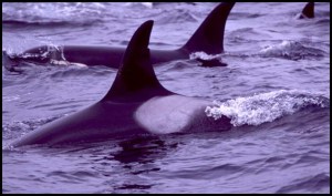 a dolphin jumping out of the water