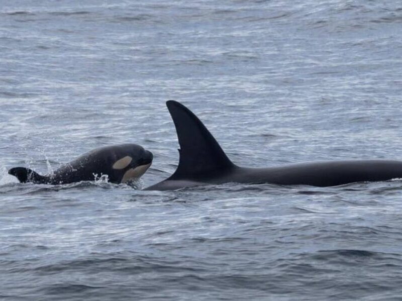 a baby and adult orca