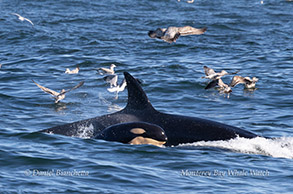 a flock of seagulls are swimming in a body of water