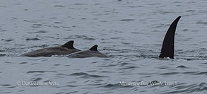 a dog swimming in a body of water