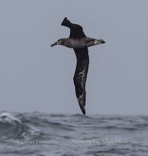 a bird flying over a body of water