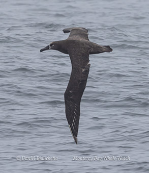 a bird swimming in water next to the ocean