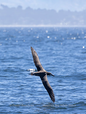 a bird flying over a body of water