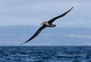 a bird flying over a body of water