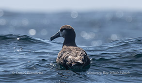 a bird swimming in water