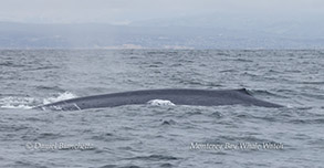 a whale jumping out of the water