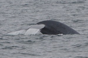 a whale swimming in a body of water