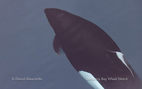 a bird flying in the sky