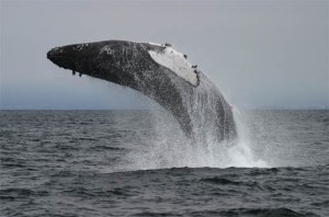 a whale jumping out of the water