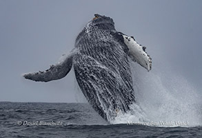 a bird flying over a body of water